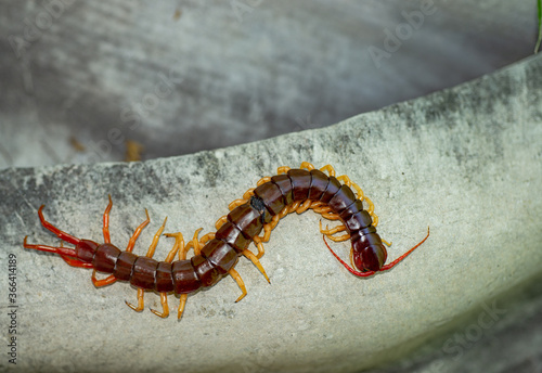 The centipede is a poisonous animal © Anan