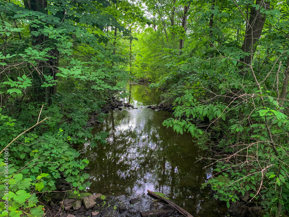 Obraz premium Stream in the Forest