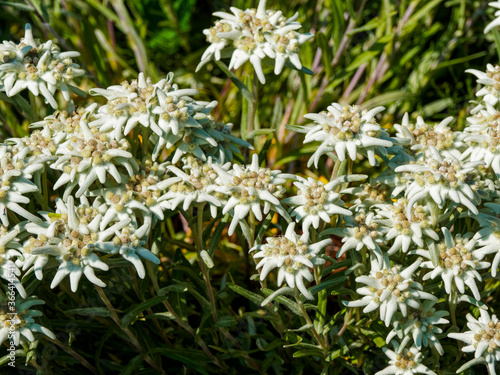 Leontopodium alpinum, Edelweiss ou étoile d'argent, fleur de montagne à inflorescence feutrée et blanc argenté en forme d'étoile, bractées à capitules jaune
