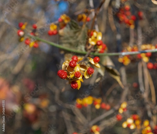 beautiful red berries in autumn bush