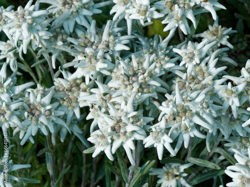 (Leontopodium alpinum) Touffe d'immortelles des Alpes ou fleurs d'Edelweiss aux fleurons cotonneux et bractées blanc argenté, capitules jaune ou verdâtre