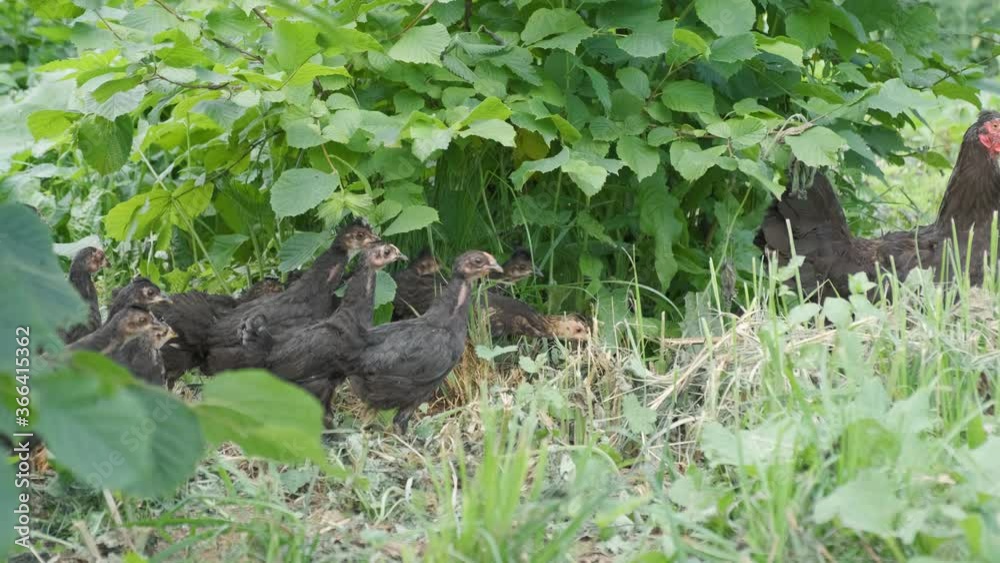 Mother hen leads a flock of her little Chicks through the bushes in the grass of the farmyard. Mother hen leads a flock of her little Chicks through the bushes in the grass of the farmyard.
