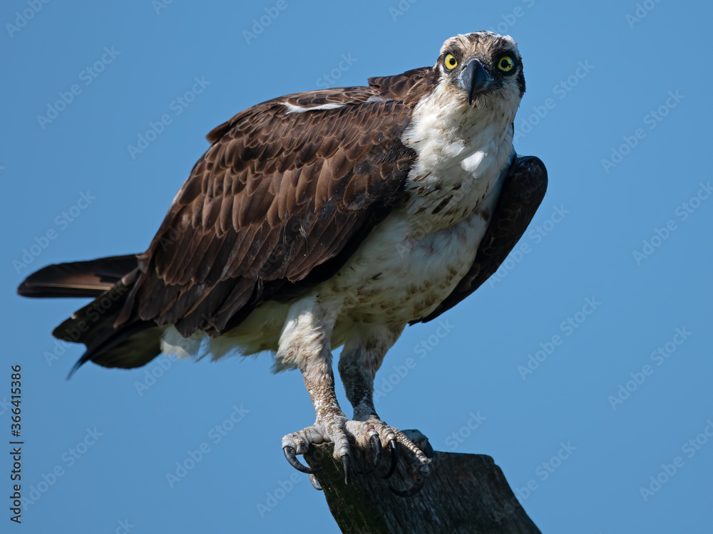 Osprey Looking Directly at Camera Osprey Looking Directly at Camera