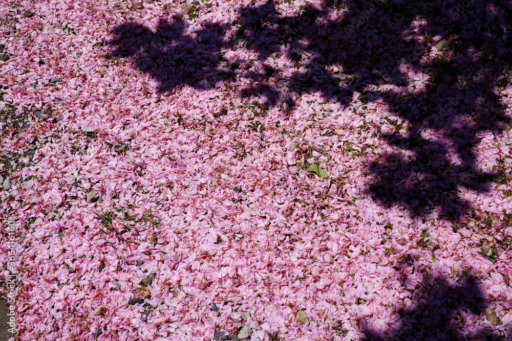 地面に降り積もった桜の花びら 地面に降り積もった桜の花びら