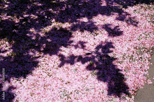 地面に降り積もった桜の花びら