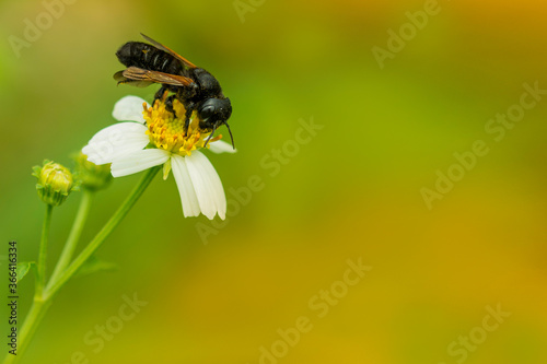 macro photography shot of a bee perched on a white flower with green and orange background.