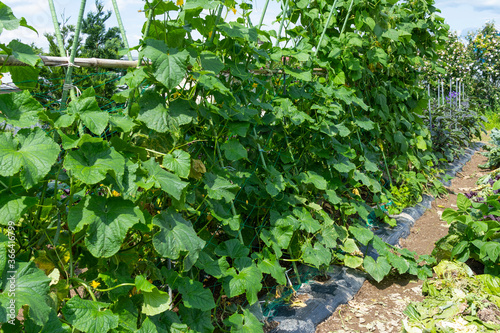 Image of cultivated cucumber field　5554