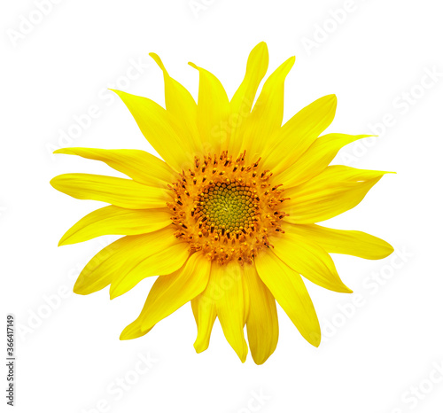 Sunflower isolated on white background. 