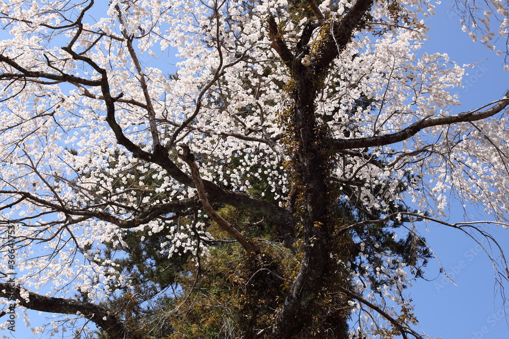 Fototapeta premium 針葉樹と桜