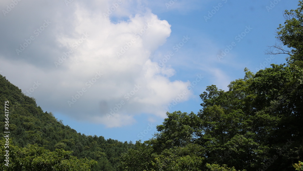 clouds over the forest