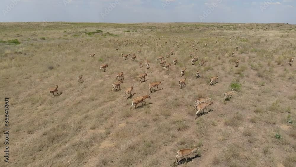 Kalmykia, nature reserve. A herd of saigas in the steppe. Kalmykia, nature reserve. A herd of saigas in the steppe.