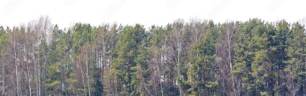 bare and evergreen trees forest stripe on white