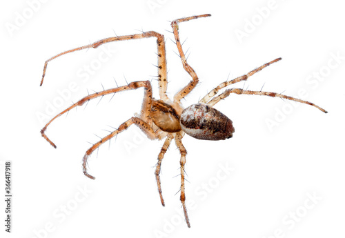 isolated long legs light brown orb-weaver spider
