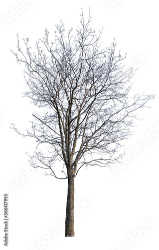 winter high maple with bare dense branches