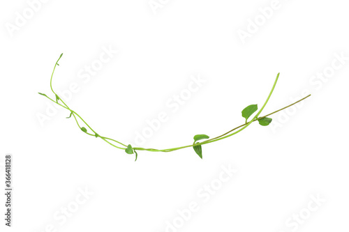 Heart shaped green leaves climbing vines ivy of cowslip creeper (Telosma cordata) the creeper forest plant growing in wild isolated on white background, clipping path included.