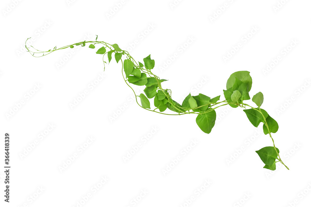 Heart shaped green leaves climbing vines ivy of cowslip creeper (Telosma cordata) the creeper forest plant growing in wild isolated on white background, clipping path included. - obrazy, fototapety, plakaty 