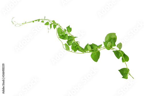 Fototapet Heart shaped green leaves climbing vines ivy of cowslip creeper (Telosma cordata) the creeper forest plant growing in wild isolated on white background, clipping path included