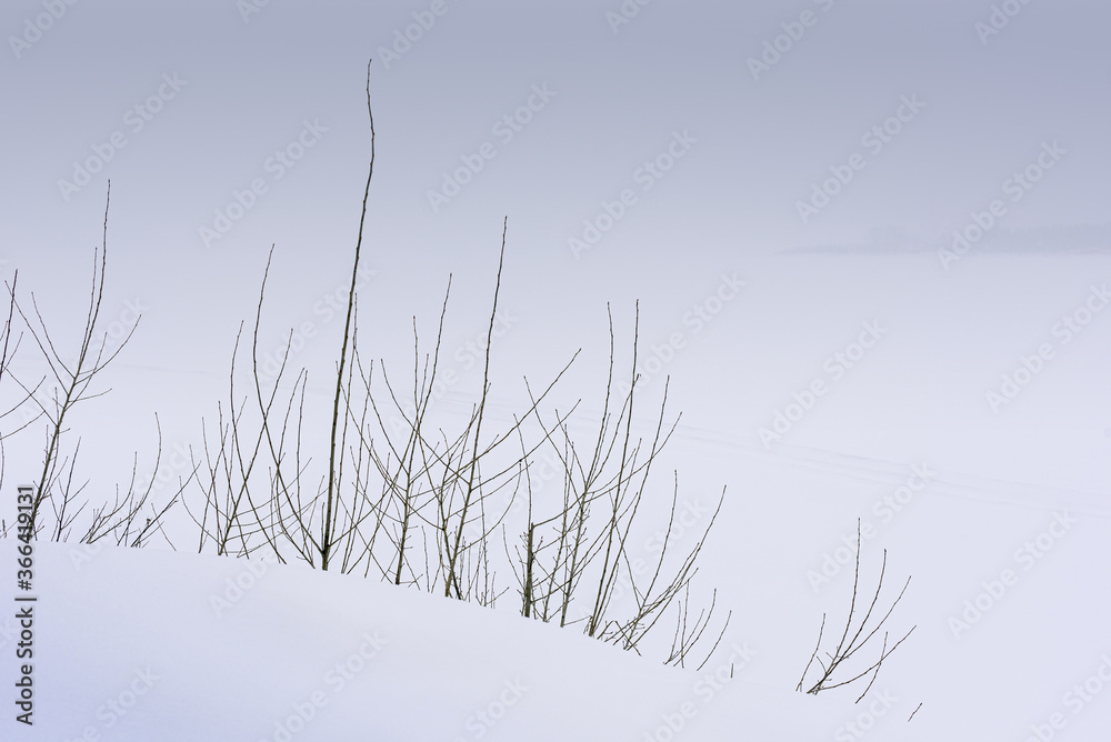 Dry bushes in snow winter field. Minimalistic landscape. Dry bushes in snow winter field. Minimalistic landscape.