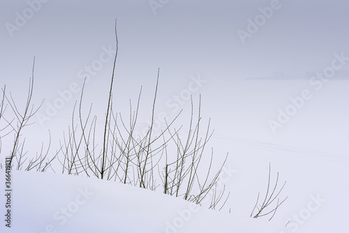 Dry bushes in snow winter field. Minimalistic  landscape. photo