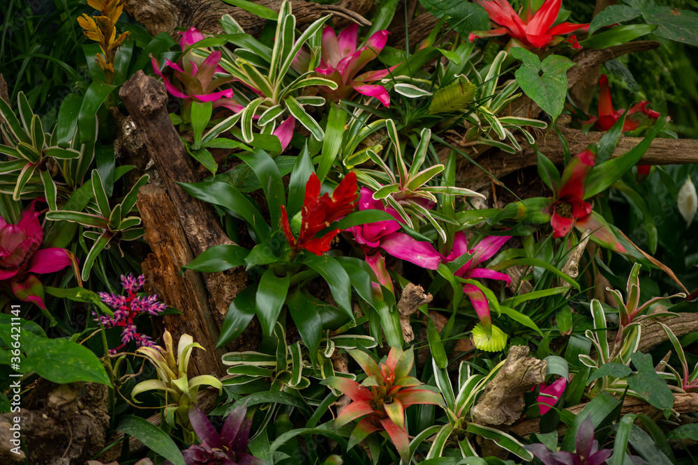 red, yellow and purple tropical flowers red, yellow and purple tropical flowers