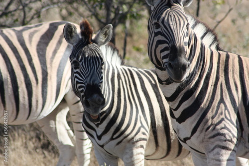 Zebra Etosha