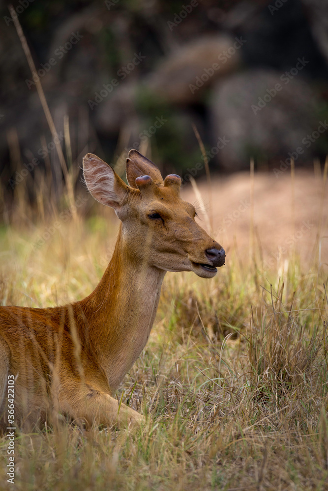 Barasingha - Rucervus duvaucelii Swamp Deer with New Antler Barasingha - Rucervus duvaucelii Swamp Deer with New Antler