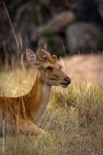 Barasingha - Rucervus duvaucelii Swamp Deer with New Antler
