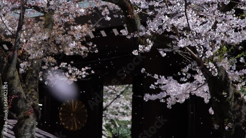 Wallpaper Mural 桜シーズン Torontodigital.ca