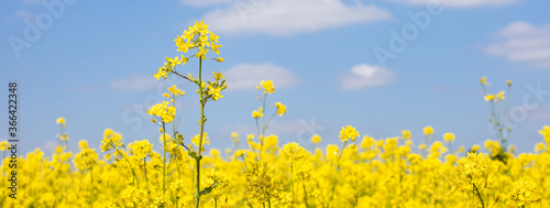 Golden yellow fields of flowers on a summer sunny day