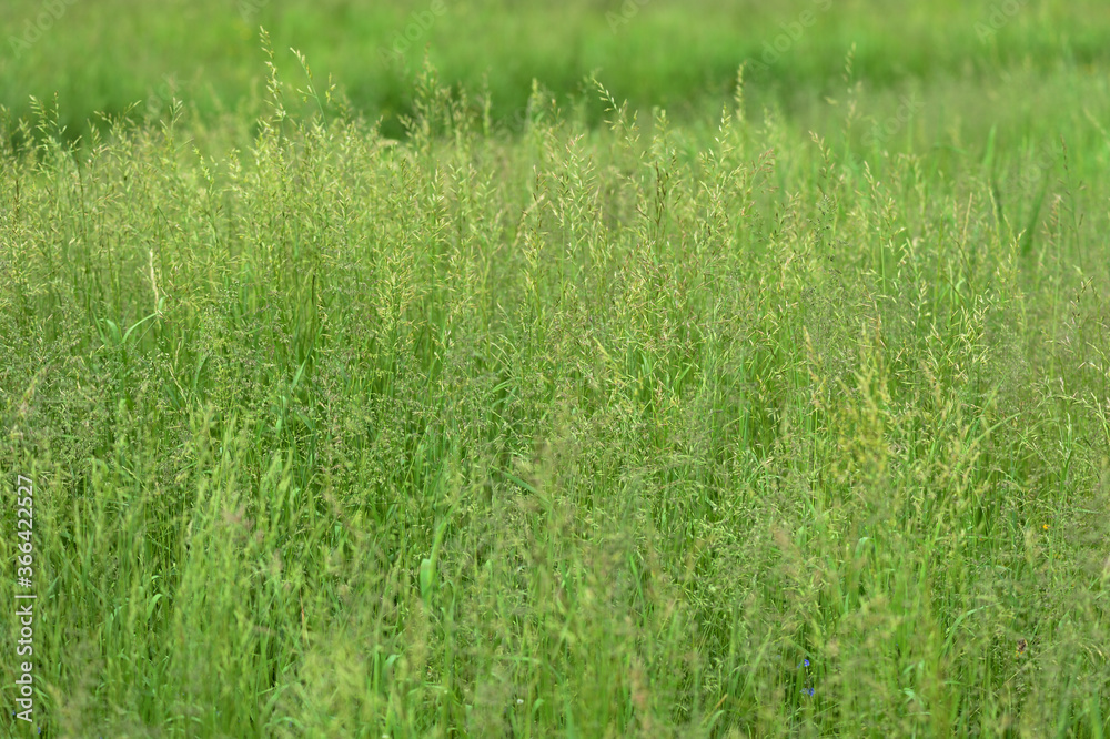 Bright green grass in a summer meadow closeup. Natural background Bright green grass in a summer meadow closeup. Natural background