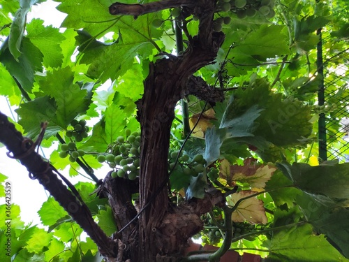green leaves in the forest