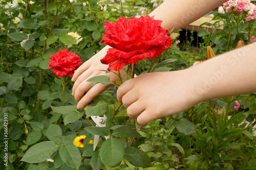 Female hands with pruning shears cut flowers on a rose bush. Spring and summer works in the rose garden. Young girl's hobby.