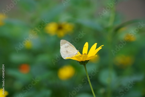 黄色の花の上にモンシロチョウ © askaflight