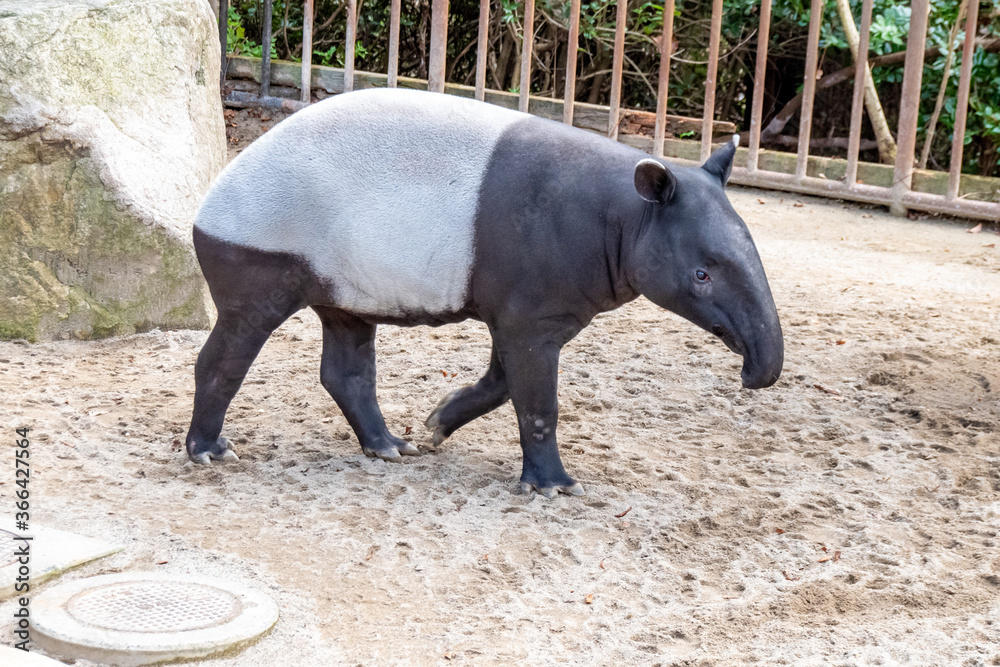 Fototapeta premium Malajski tapir chodzący po ziemi