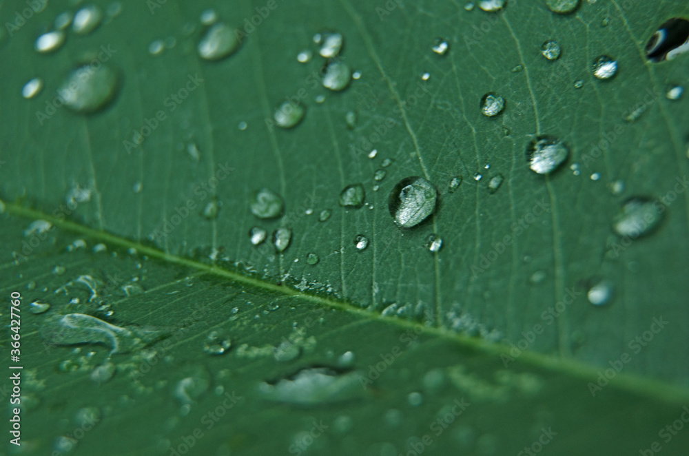 Fresh and bright dew drops on green leaf Fresh and bright dew drops on green leaf