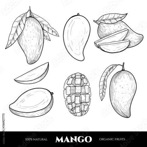 Vector mango hand drawn sketch. Food illustration. Vintage style photo