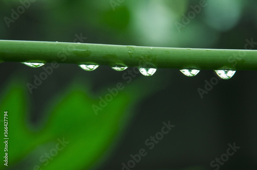 Fresh dew drops on branch on green background