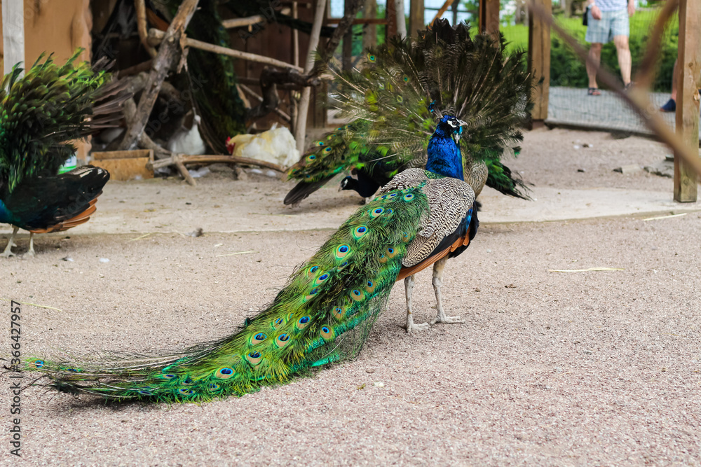 Obraz premium Several peacocks walk in the zoo aviary with folded tails