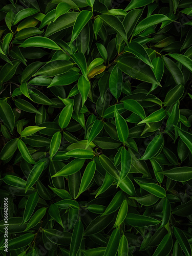 Fresh Green leaves pattern background, Natural background and wallpaper