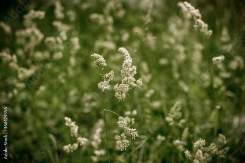 Phalaris arundinacea or Reed canary grass, selective focus