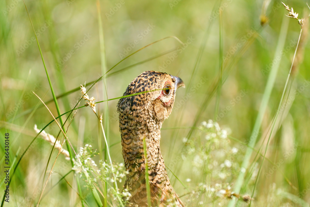 A pheasant bird head, stands on a meadow in the middle of field flowers and grass. Seen from behind A pheasant bird head, stands on a meadow in the middle of field flowers and grass. Seen from behind