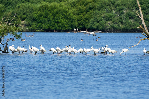 A white spoonbill flies above a large group of spoonbills standing in water © Dasya - Dasya