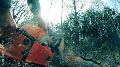 Sawmill worker is using a motorsaw to cut a tree photo