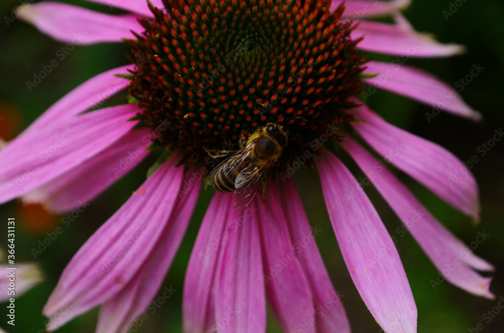 Coneflower, Echinacea angustifolia in the garden Coneflower, Echinacea angustifolia in the garden