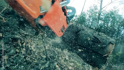 Pine tree is getting cut into parts with a buzzsaw in the forest photo
