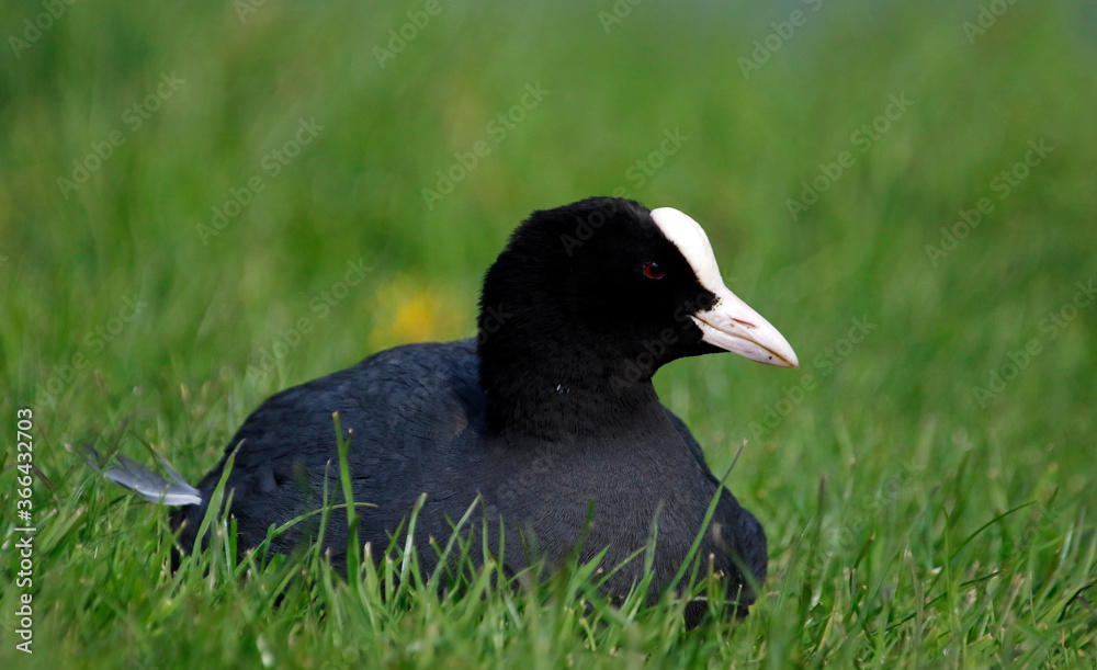 Coot relaxing on the grassy bank of a lake Coot relaxing on the grassy bank of a lake