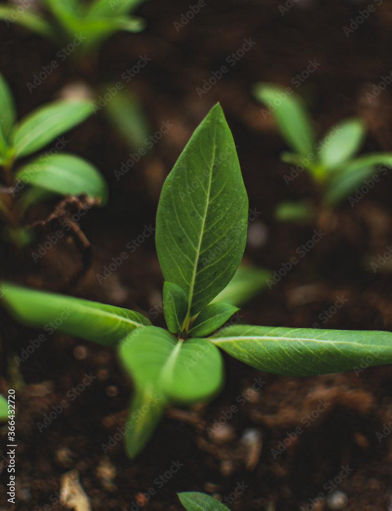 green plant in the garden