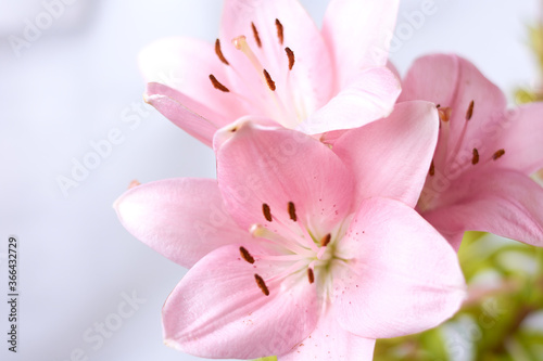 Fototapeta Naklejka Na Ścianę i Meble -  pink lilies grown in the garden