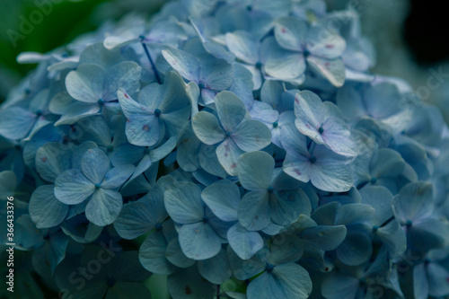 Blue flower