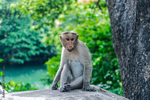 Fototapeta Naklejka Na Ścianę i Meble -  Monkey sitting on a rock in the forest
